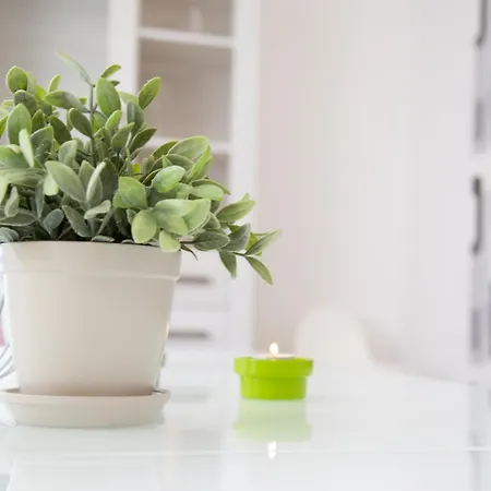 Meisterhaus 5 Fischergasse 6 B Glauchau