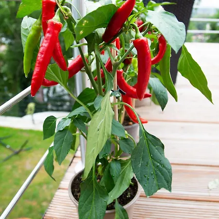 Meisterhaus 5 Fischergasse 6 B Appartamento *