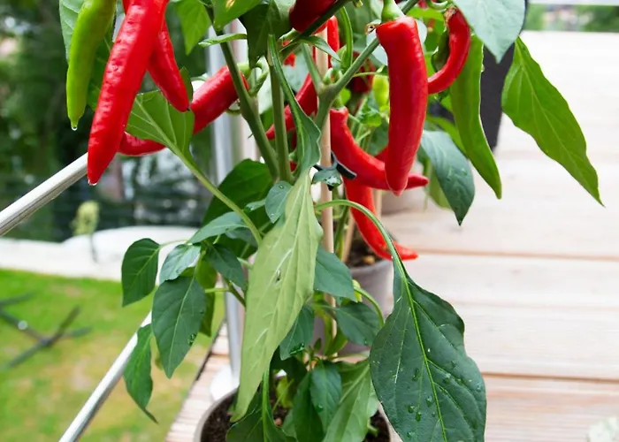 Meisterhaus 5 Fischergasse 6 B شقة *